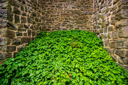 Green plants between old natural stone wallsの写真素材