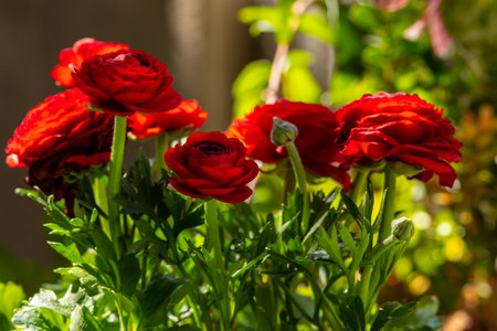 Red ranunculus flowers with bud and green plant stemsの写真素材