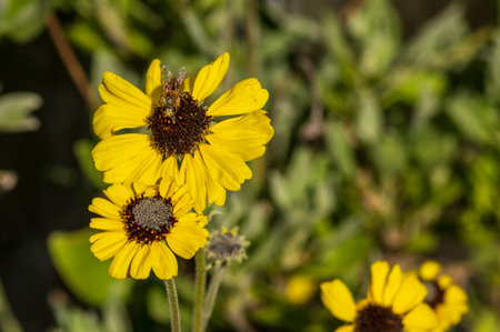 Honey bee covered with pollen on a yellow flower, copy space rightの写真素材