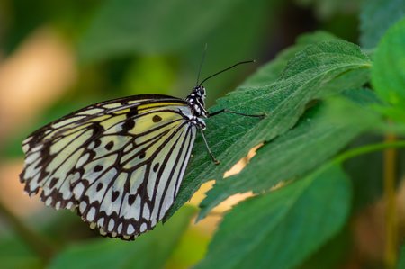 Idea leuconoe, large tree nymph on a green leafの写真素材