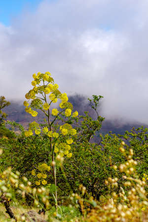 Giant fennel, Ferula communis, against a cloudy sky, Gran Canaria, Canary islands, Spainの写真素材