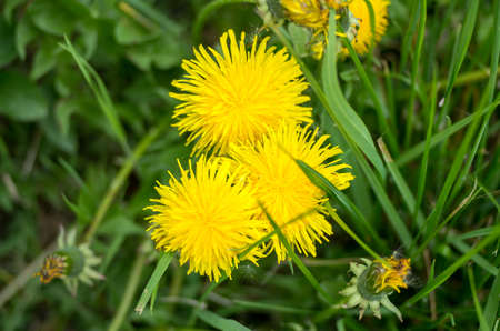 Three yellow blooming dandelions in a meadow, photographed from above