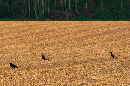 Three common ravens, Corvus corax, on a fresh harrowed field in springの写真素材