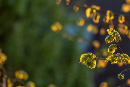 Fresh leaf shoots of a linden tree in golden sunlightの写真素材