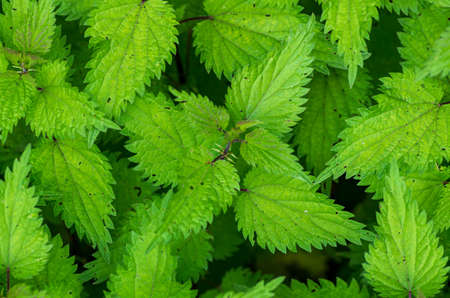 Stinging nettles, Urtica, photographed from above, selective focusの写真素材