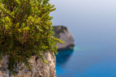 Green branches of bushes on a rock in the foreground, cliff and sea out of focus in the backgroundの写真素材