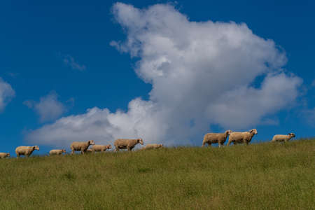 Sheep walking in a row on top of a dyke with clouds and blue sky near Pilsum, Germanyの写真素材
