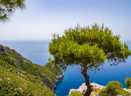 Single pine tree on the cliffs of the Kampi with a view over the green rock coast and the blue Mediterranean sea, Zakynthos, Greeceの写真素材