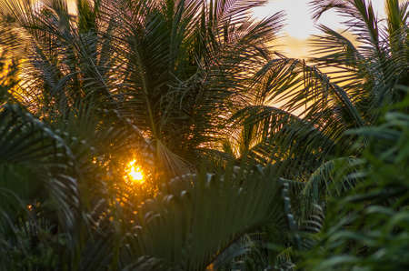 Sunset behind palm trees, Guadeloupeの写真素材