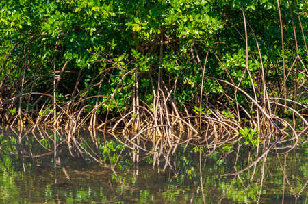 Mangroves on the shore of a lake, roots and leaves reflected in the waterの写真素材