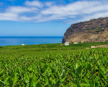 View over a banana plantation to the sea near Tazacorte, La Palma, Canarian Islandsの写真素材