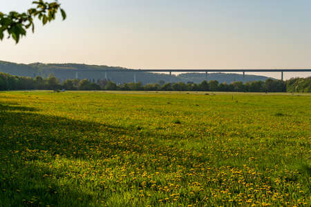 View over a dandelion meadow in the Mintarder Ruhr lowlands in the evening sun, Ruhr valley bridge and the village Mintard in the background, Germanyの写真素材