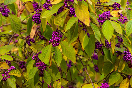 Bodinier beautiberry, callicarpa bodinieri, bush with purple berries in autumnの写真素材