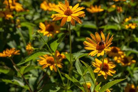 Many blossoms of the orange coneflower in the sunlight, one with honey bee, shallow depth of field,...