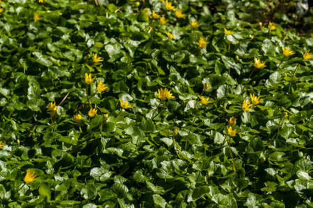 Lesser celandine, Ficaria verna, on the forest floor, selective focus, shallow depth of fieldの写真素材