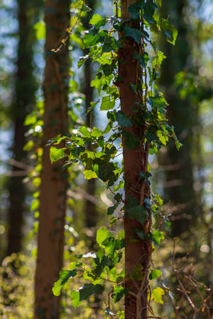 Ivy twines around a small tree trunk in sunlight, blurred background, shallow depth of fieldの写真素材