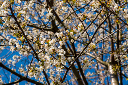 Colors of spring: Branches of a wild cherry tree, Prunus avium, with white blossoms against deep blue sky, selective focusの写真素材