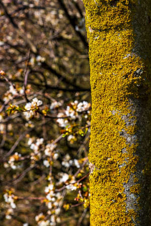 Tree trunk covered with lichen on the right, flowers of the wild cherry in the fuzzy background to the left of itの写真素材