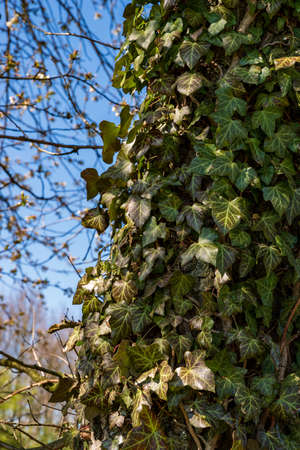 Ivy on a tree trunk, blue sky in the background, shallow depth of field, selective focusの写真素材