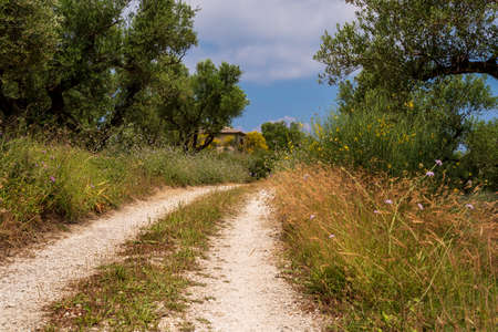 Gravel road through meadows and olive groves, farmhouse in the background, Zakynthos, Greeceの写真素材