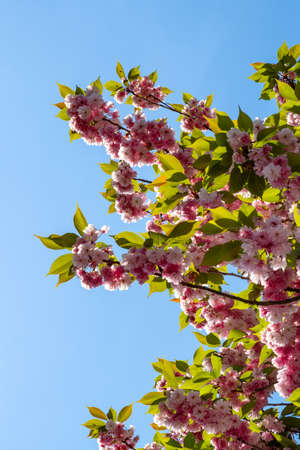 Pink blossoms of a cherry tree in front of blue skyの写真素材