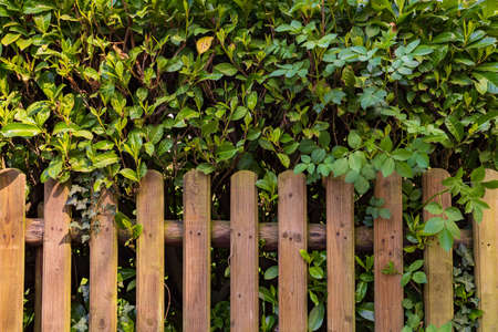 Wooden fence in front of a cherry laurel hedgeの写真素材
