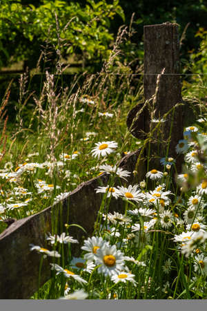 Country idyll with wild marguerites in front of a weathered wooden fence, long grasses and deciduous trees in blurred background, shallow depth of field, selective focusの写真素材