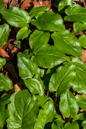 Fresh, green leaves of sorrel, Rumex acetosa, on the forest floor. Photographed directly from aboveの写真素材