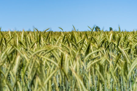 View over a barley field to the horizon and blue sky, a few sharp barley shoots between blurred barley stems, shallow depth of field.の写真素材