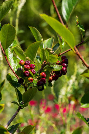 Branch with fruits of the black chokeberry, Aronia melanocarpa, in sunlight, shallow depth of field, selective focusの写真素材