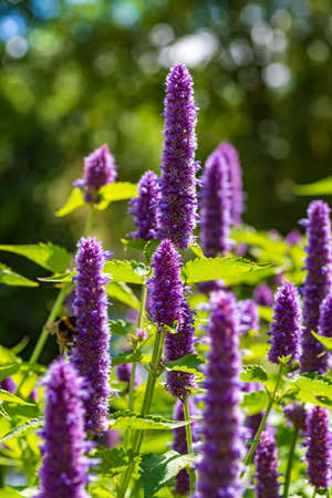Inflorescences of the herbal plant anise-hyssop in sunlight, shallow depth of field, selective focusの写真素材