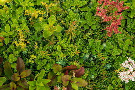Many species of succulent plants photographed from aboveの写真素材