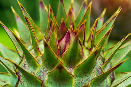 Extreme close-up of an artichoke, unusual view, shallow depth of field, selective focusの写真素材