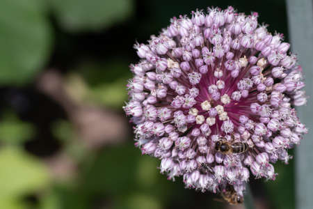 White pink Flower ball of the leek plant (Allium) with insects, text free space left, shallow depth of field, selective focusの写真素材