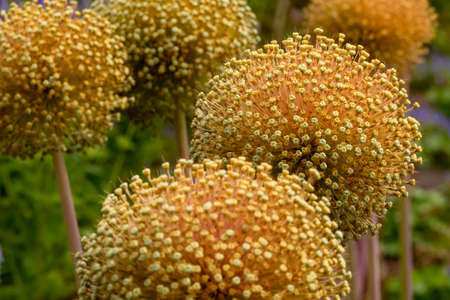 Faded flower balls of the leek plant (Allium), shallow depth of field, selective focus