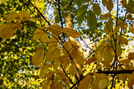 Yellow colored leaves on the branch in autumn, forest in the background, natural autumn backgroundの写真素材