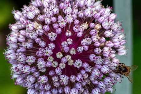 Close Up of white pink Flower ball of the leek plant (Allium) with a bee, shallow depth of field, selective focusの写真素材