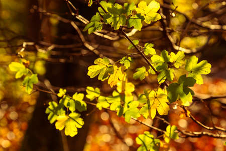 Green and yellow leaves in the bright sun in front of a red-brown, blurred forest background, autumn impressionの写真素材