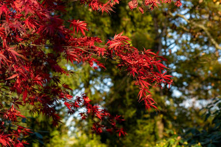 Red maple leaves against a green forest background in autumnの写真素材