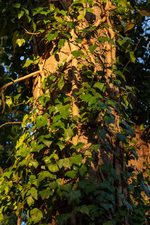 Fresh green ivy leaves in the evening sunlight on a tree trunk, selective focusの写真素材