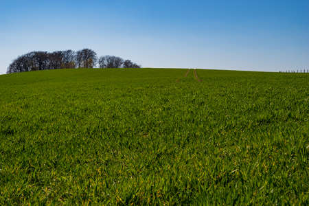 View over deep green meadows and fields to the horizon with a group of trees on a hill, blue sky, springの写真素材