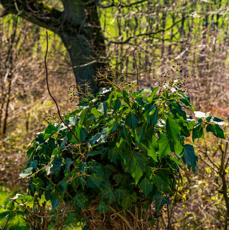 Black fruits of ivy on a tree trunk in sunlightの写真素材