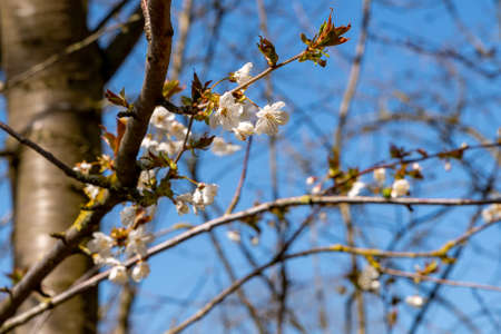 Colors of spring: Branch of a wild cherry tree, Prunus avium, with white blossoms against deep blue sky, selective focus, shallow depth of fieldの写真素材