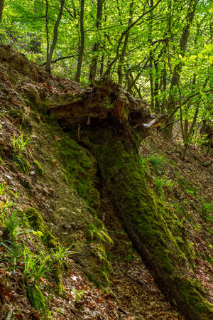 Mossy, fallen tree on a slope in the green forestの写真素材