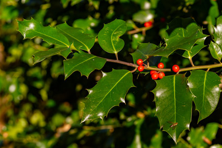 Branch of European holly, Ilex aquifolium, with red fruits in sunlightの写真素材