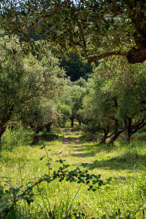 Grass overgrown path into a shady olive grove, Zakynthos, Greeceの写真素材