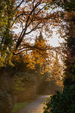 Walk across a cemetery against the setting sun in November with falling leaves, concept of hope and sorrowの写真素材