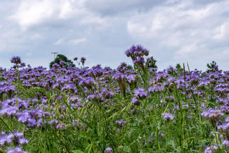 View over a meadow with purple blooming flowers, shallow depth of field, selective focus
