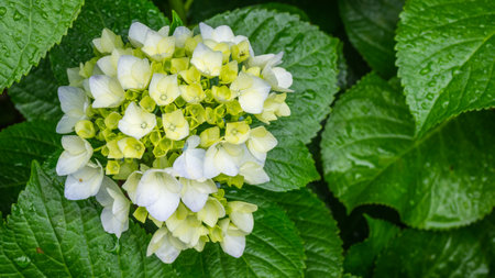 White yellow flowering hydrangea in front of green foliage after rain shower, shallow depth of field, selective focusの写真素材