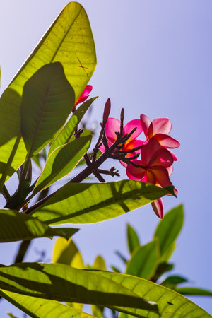 Violet flowering frangipani flower with big green leaves against blue skyの写真素材